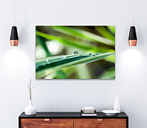 Obraz Rosa na liste 1680